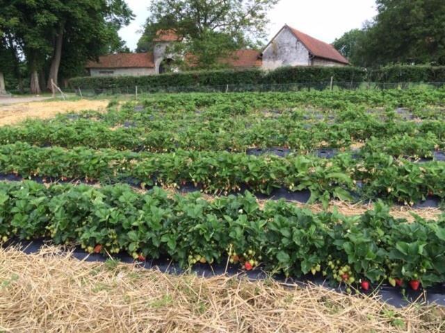 La Ferme Du Bois Quesnoy Bed & Breakfast Saint-Pol-sur-Ternoise Exterior foto