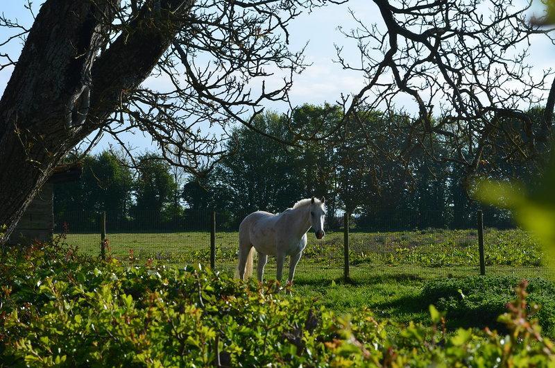 La Ferme Du Bois Quesnoy Bed & Breakfast Saint-Pol-sur-Ternoise Exterior foto